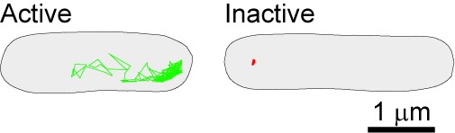Physics of the Bacterial Cytoplasm and its Impact on Cellular